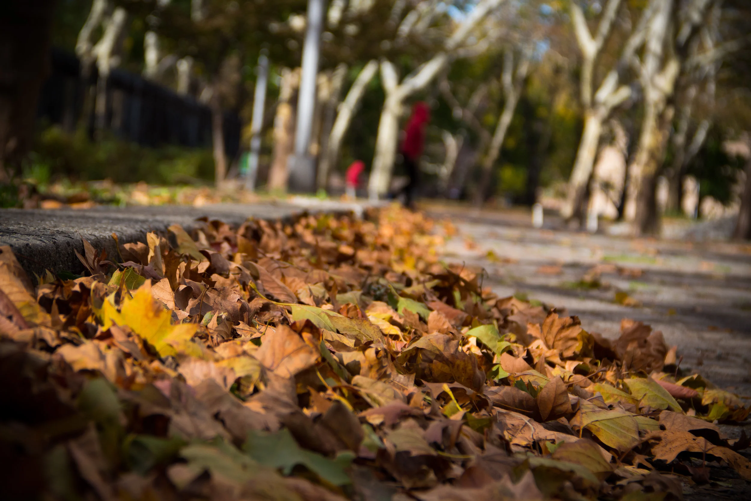 _MG_3375.jpg