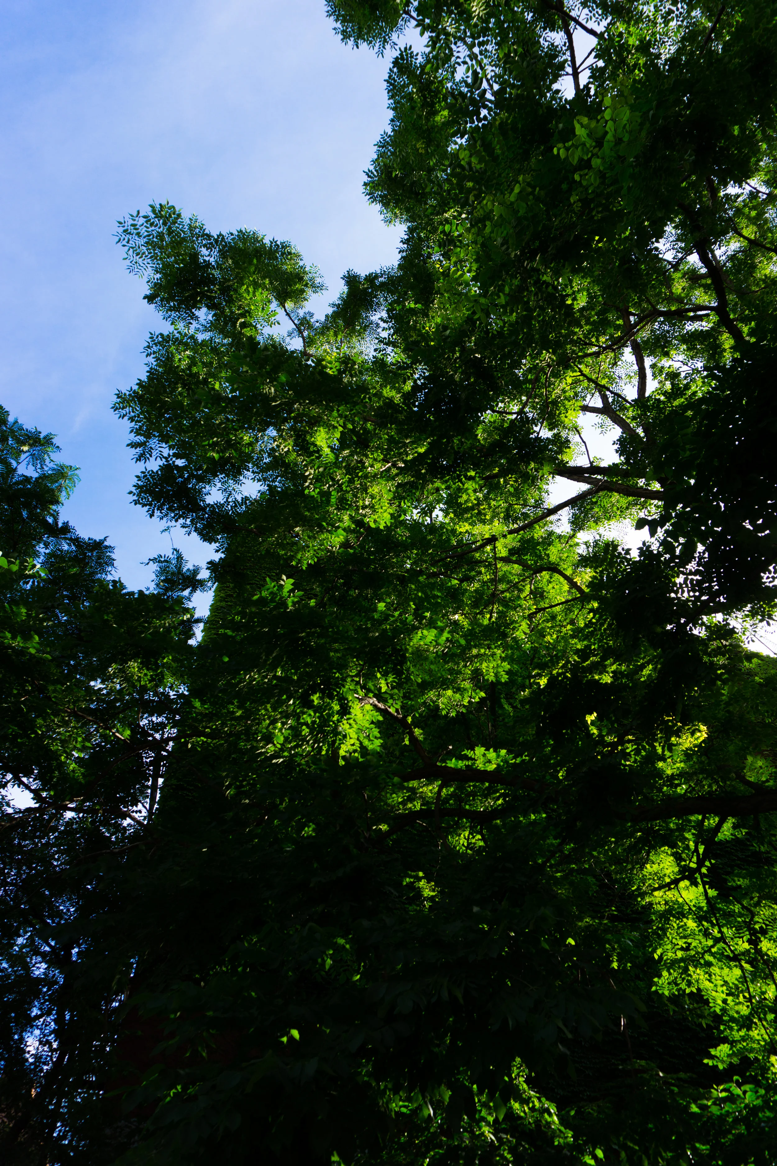 DSC08745.jpg