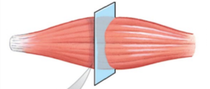 Fig . 5.1 Muscle fibers