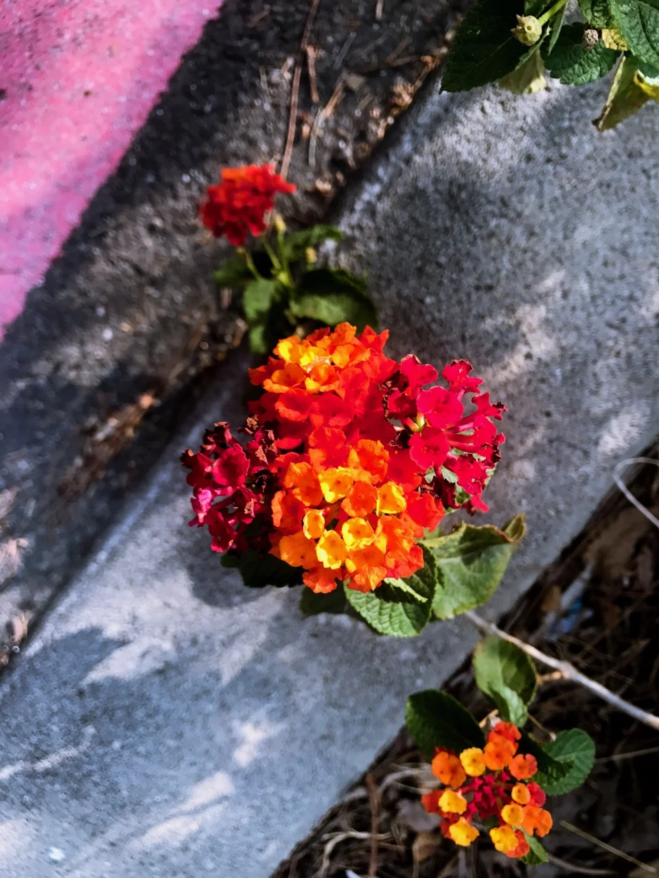 Liza: I was walking around this past weekend and stumbled across this flower growing in the middle of a concrete sidewalk. It reminded me of one of a quotation from Disney's Mulan, “The flower that blooms in adversity is the rarest and most beautiful of all.” While setbacks and detours can seem like the end of the road, they rarely are. In fact, they're often just the beginning. We know that right around this time is when high school students start figuring out where they're headed in the fall. Maybe you've already gotten a rejection letter, maybe you're wondering if one will arrive soon, but regardless of your situation, we know rejection stings. Here are some thoughts to keep in mind as you navigate one of the hardest parts of the college process. P.S. Even if you're already in college (or even post-college!), Alejandro's thoughts are timely and helpful. We will all experience rejection throughout our lives and it's always useful to remind ourselves to keep a forward-looking mindset! Alejandro: "Thank you for your interest in (insert college name here). We regret to inform you that due to a historically strong application class…" You suspected you’d be reading these words as soon as you saw a small envelope in the mail rather than a big 12x15 one that screams, “You got in!”. Rejection hurts more than you’d like to admit. You feel numb standing in the living room holding that benign looking letter that crumbled your dreams in an instance. Your mind wanders to what your family will say. Maybe they won’t be angry, but feel genuinely bad for you. Sometimes pity is worse than outright anger. Maybe they’ll treat this rejection as an indictment of your habits. The thought of their judgement doesn’t anger you because at the moment you’re also questioning yourself and asking over and over, “Where did I go wrong?”. You think about the chem class that didn’t go too well sophomore year, the nerves you felt while taking the SAT’s, did you really have enough extracurriculars? Realistically, you could’ve done everything to the best of your abilities and for whatever reason your college of choice still didn’t work out. Everyone’s going to tell you to brush it off and keep on marching. Easier said than done. Sometimes bland platitudes just aren't enough. Sit down and take some time to be brutally honest with yourself and ask if you made any preventable mistakes. Then, ask yourself how to avoid them in the future because yes there will be a tomorrow even if it doesn’t feel that way right now. Remind yourself that you’re a capable, driven, intelligent individual. Watch Rocky. Read "Do Not Go Gentle into that Good Night" . Listen to Alibaba founder Jack Ma describe how he got rejected everywhere from KFC to Harvard and still had the grit and courage to launch a business. Failure is only unacceptable when you don’t bounce back from it. Not everyone is going to find the college of their dreams because discovering the perfect match doesn’t solely hinge on the institution. You play an immense role in deciding what your college experience is going to look like. Constantly thinking about the “what if’s” will detract from your first year and before you know it you’ll prove yourself right. You would have been happier at your first choice as long as you refuse to give your school the benefit of the doubt. Of course, I’m not saying you shouldn’t be sad or angry, you have every right to feel that way. But you have to turn all that emotion into determination without letting it affect your mental and emotional health; use that motivation to your advantage and don’t let it infringe on your right to happiness. College is pretty great; we might not always get it right the first time—take it from someone that didn’t get into their first or second choice and then wound up transferring schools
Normal
0
false
false
false
EN-US
ZH-CN
X-NONE
/* Style Definitions */
table.MsoNormalTable
{mso-style-name:"Table Normal";
mso-tstyle-rowband-size:0;
mso-tstyle-colband-size:0;
mso-style-noshow:yes;
mso-style-priority:99;
mso-style-parent:"";
mso-padding-alt:0in 5.4pt 0in 5.4pt;
mso-para-margin:0in;
mso-para-margin-bottom:.0001pt;
mso-pagination:widow-orphan;
font-size:12.0pt;
font-family:"Calibri",sans-serif;
mso-ascii-font-family:Calibri;
mso-ascii-theme-font:minor-latin;
mso-hansi-font-family:Calibri;
mso-hansi-theme-font:minor-latin;
mso-bidi-font-family:"Times New Roman";
mso-bidi-theme-font:minor-bidi;}
— but we’re going to be more than alright.
