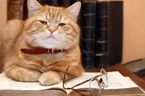 catscholar.jpg
