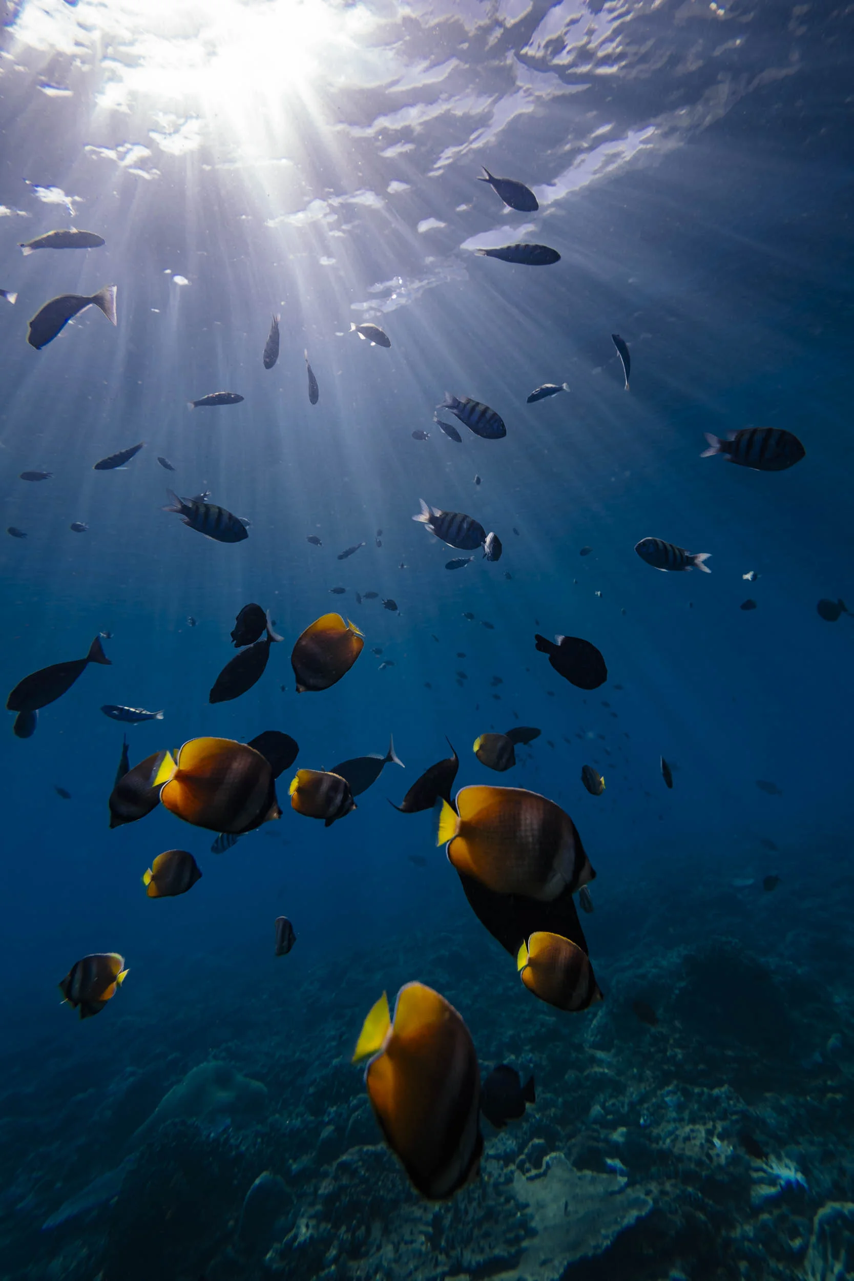 Lembongan_Snorkel_170920-381-Edit_squarespace.jpg