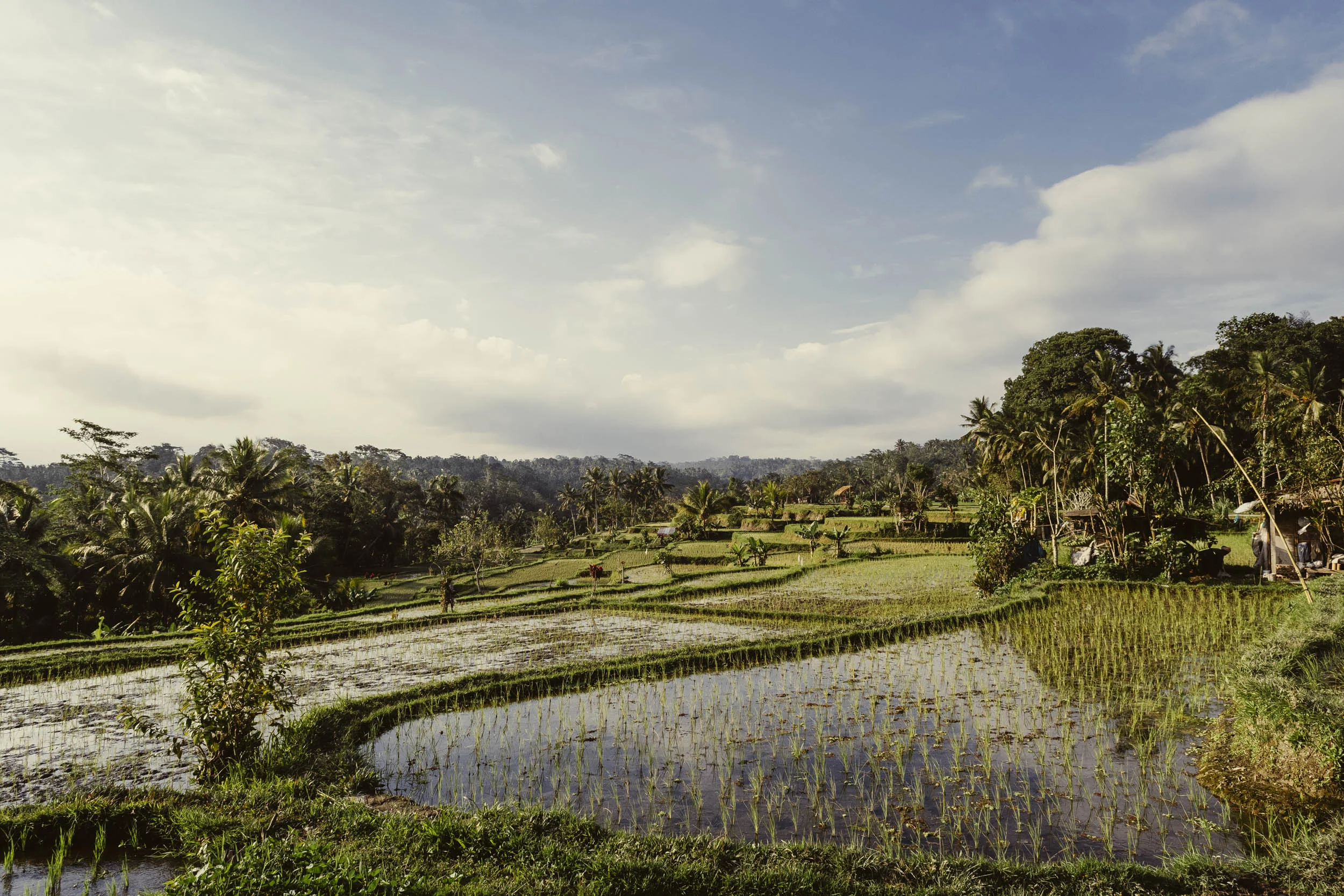Ubud_170831-126_squarespace.jpg