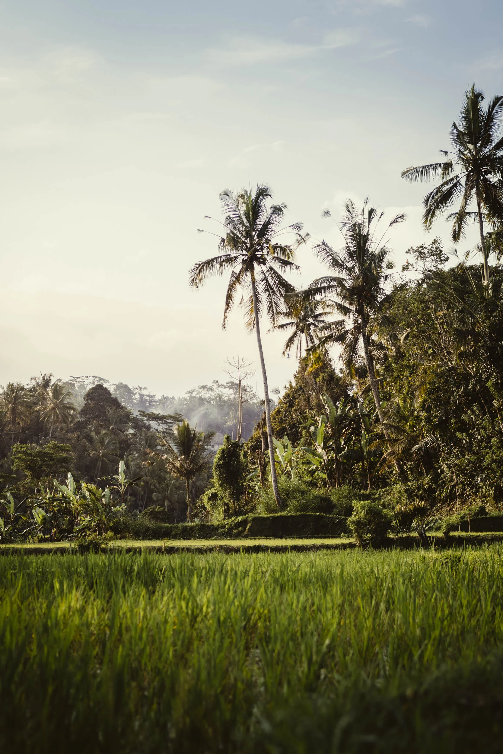 Ubud_170831-147_squarespace.jpg
