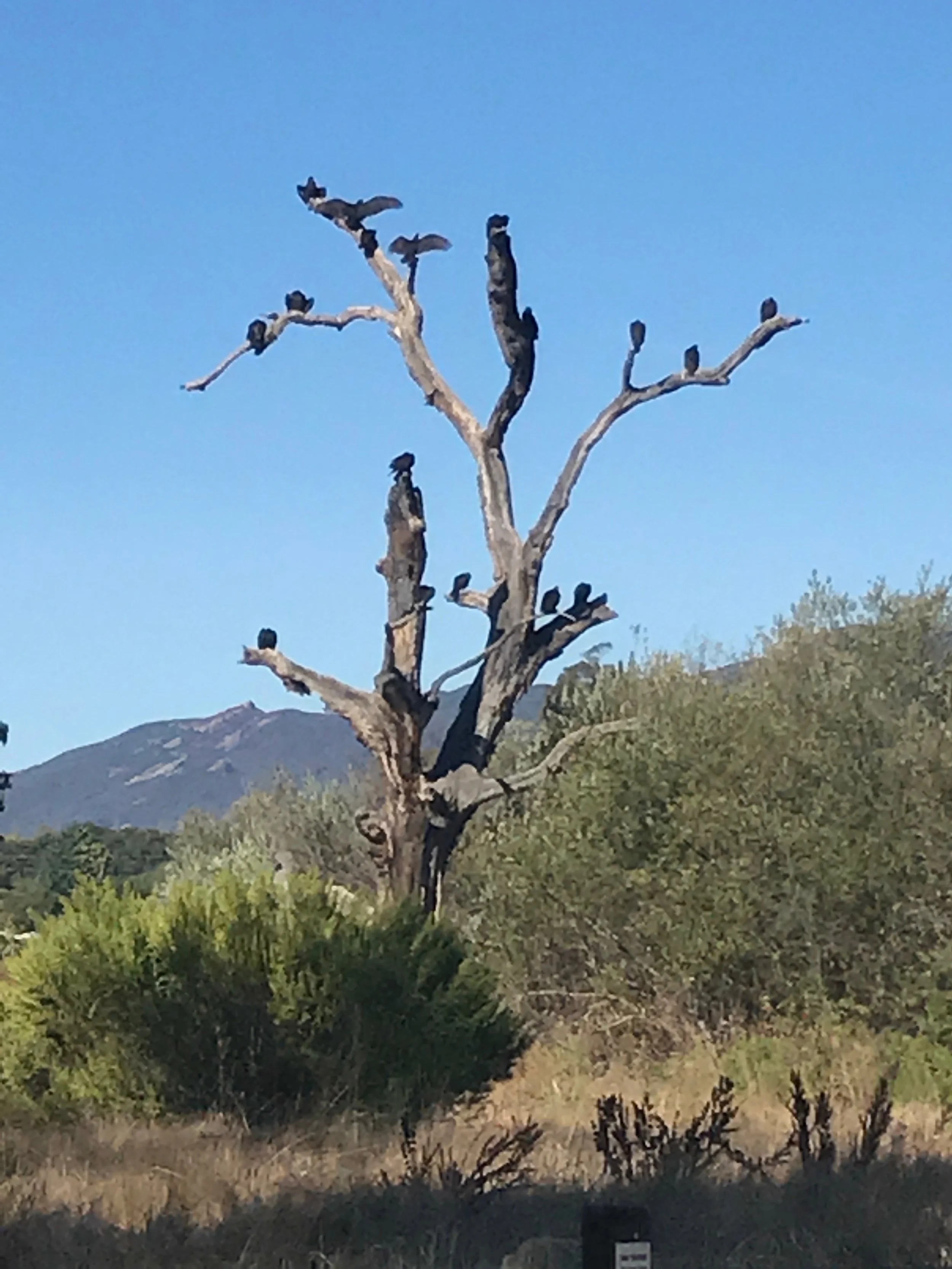 Vultures.JPG
