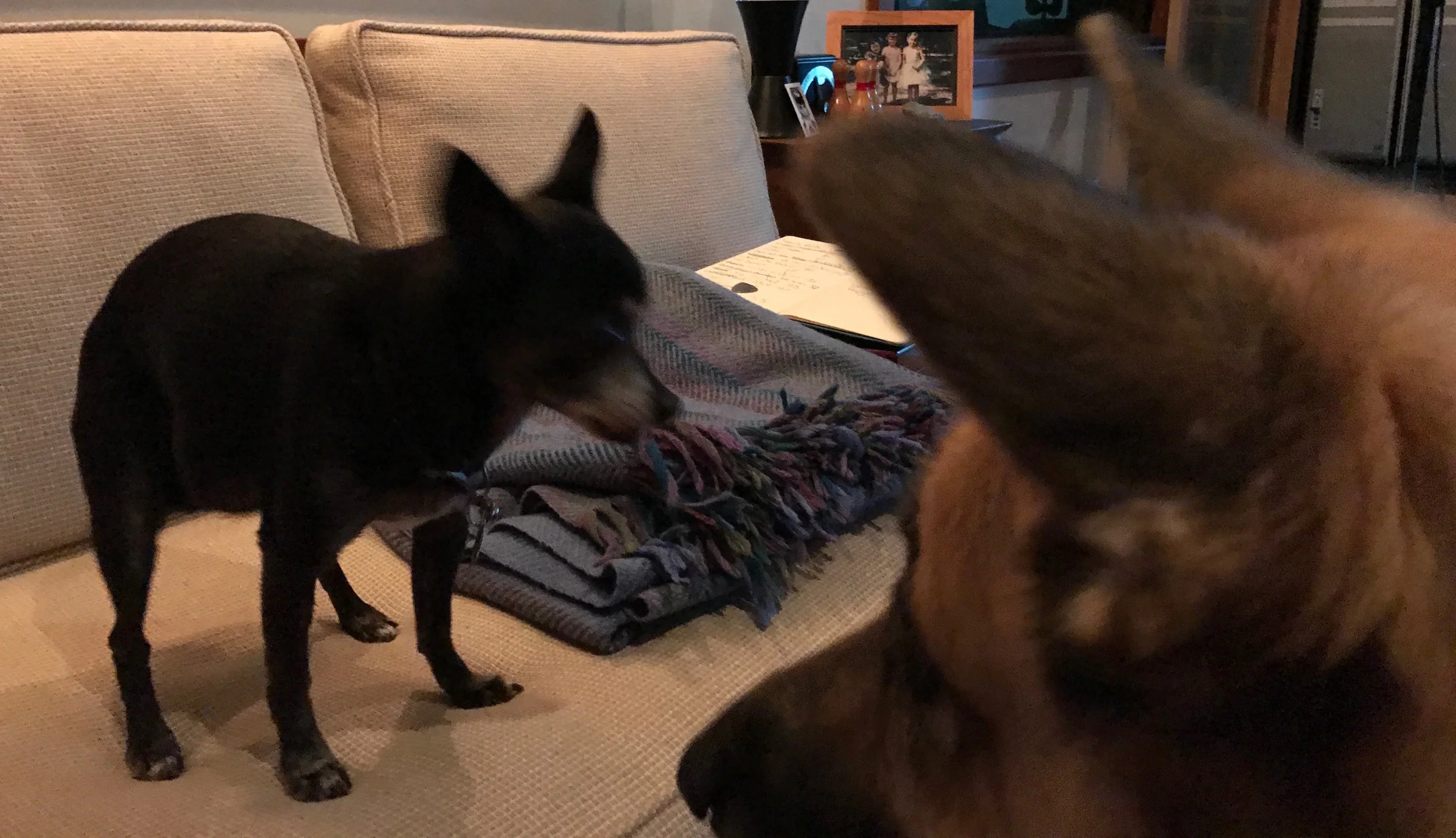 Luna Dino Standoff 1.JPG