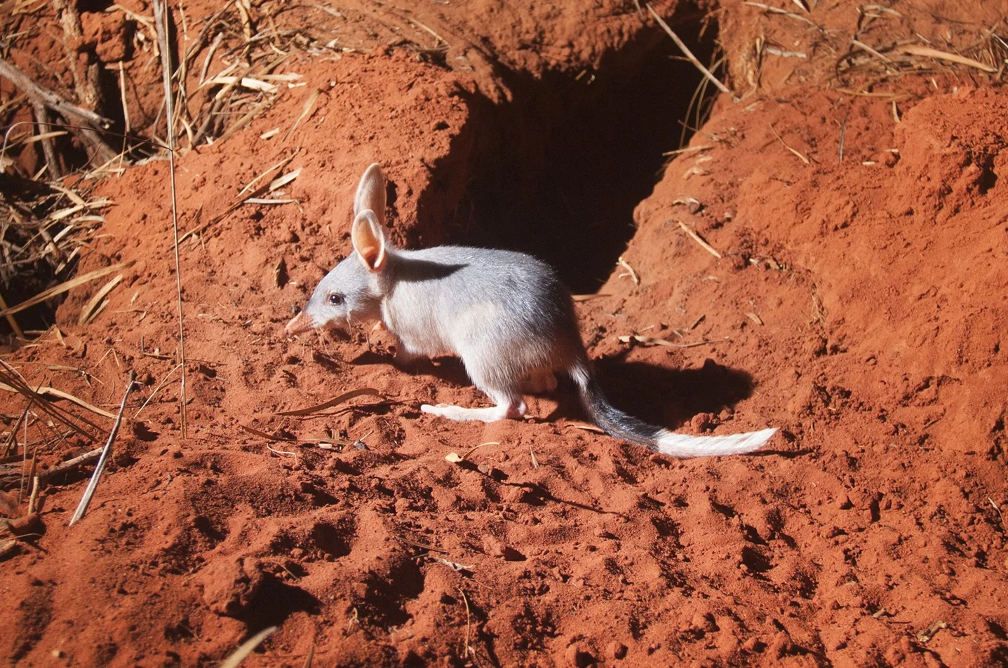 IMG_1571 bilby cut.jpg