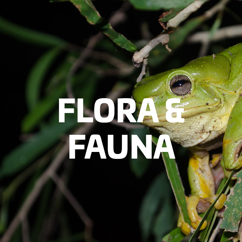 flora and fauna.png