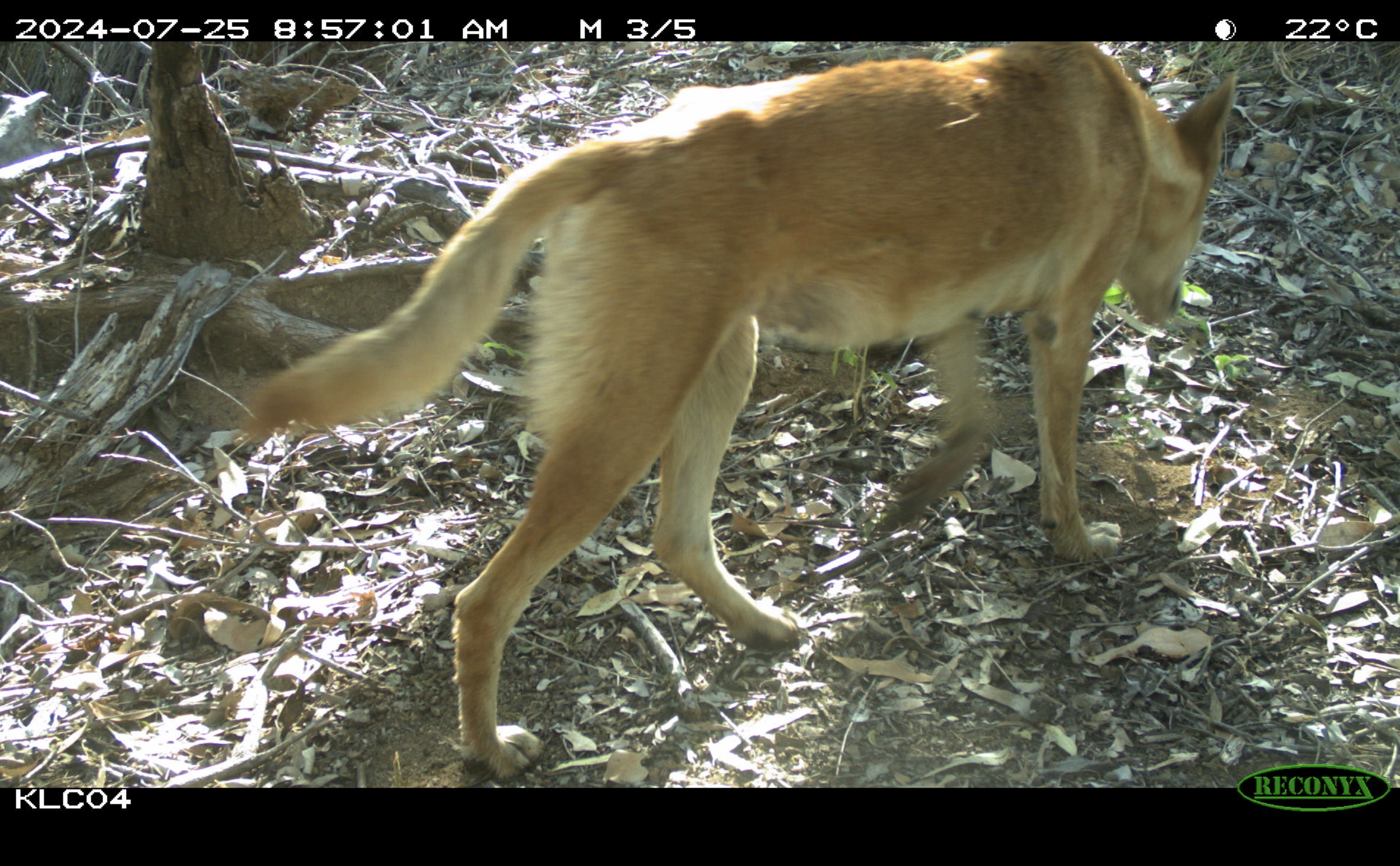 Kija Ranger wetland surveys find thriving dingo populations and no feral animals