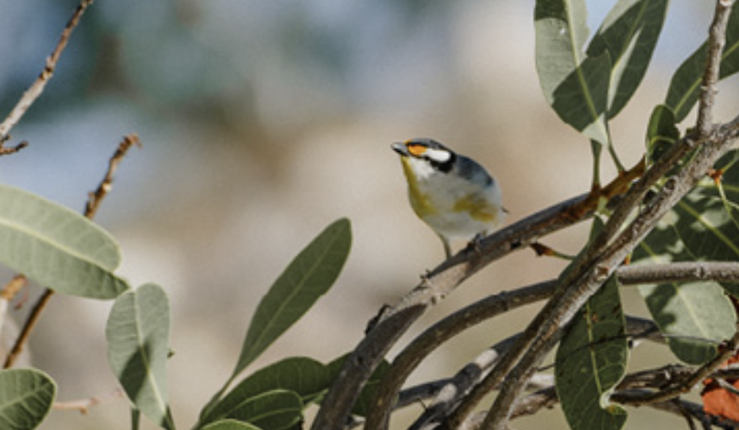 Reform of National Environment Laws