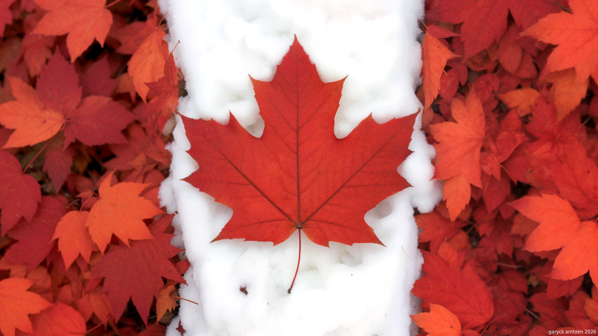 Canadian Maple Flag