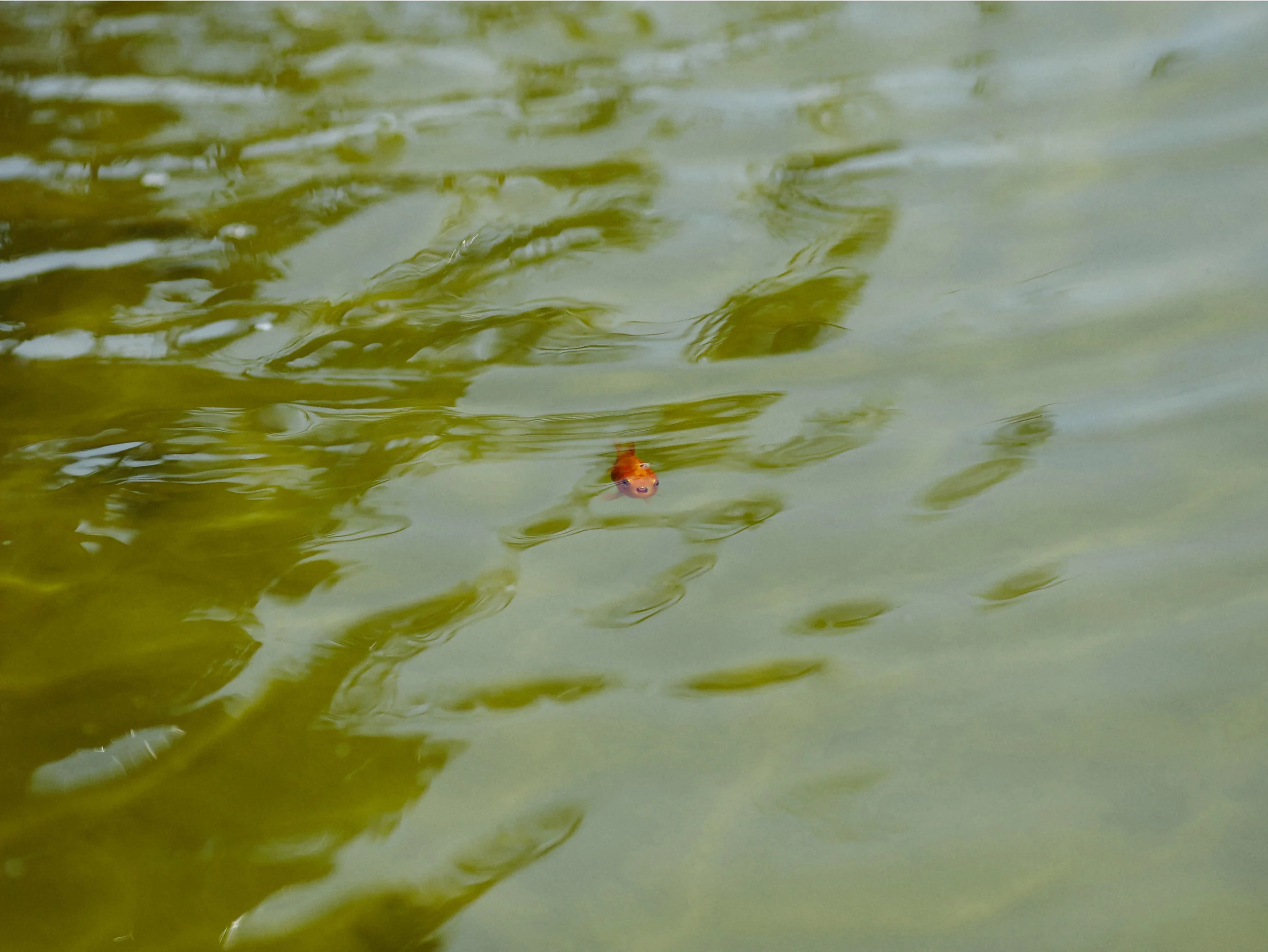 Big Fish