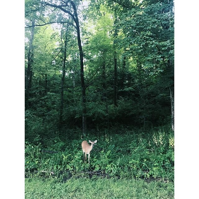 I went for a run this morning. I watched the forest, the sidewalks, the cars. My neighbors left me alone. The police left me alone. Only this deer looked at me with concern. That is white privilege.