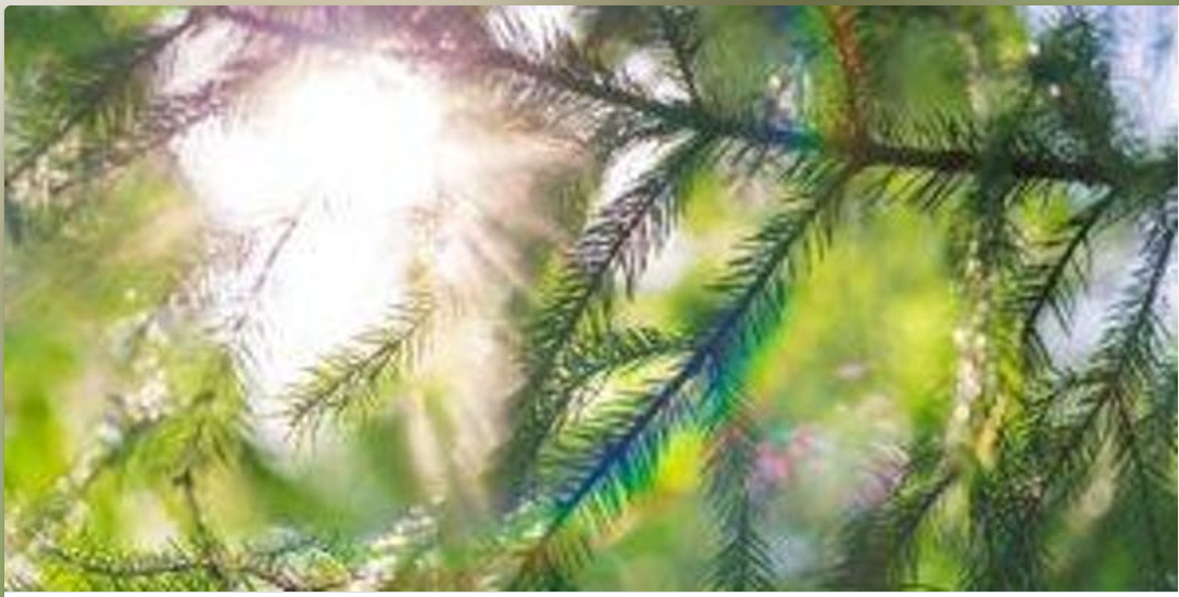 The Heavenly Messengers: A Buddhist Inquiry Into Aging, Illness and Death