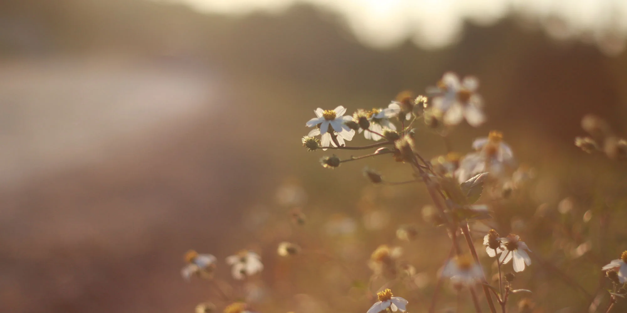 dandelion.jpg