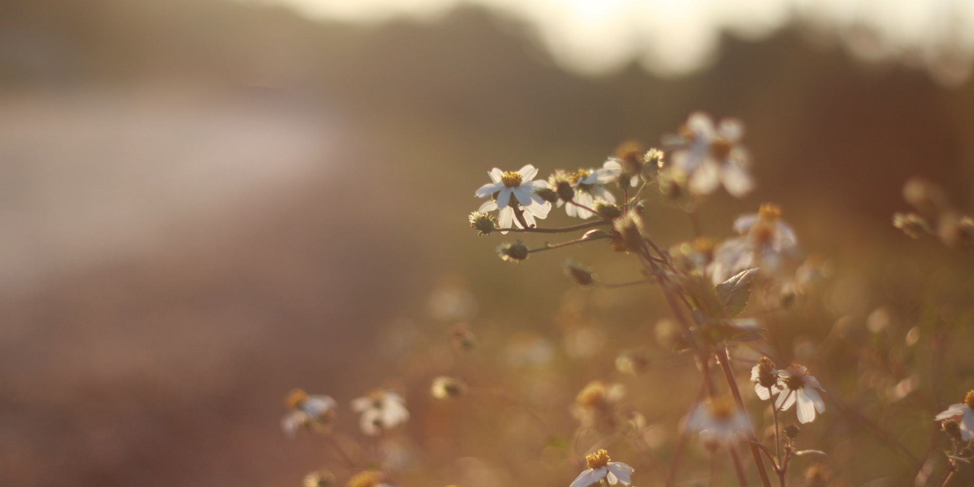dandelion.jpg