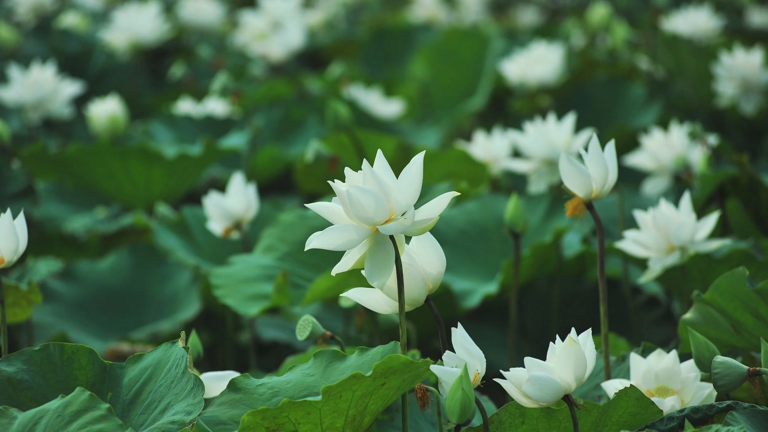 unsplash-image-VYnfRLhV09Q.jpg