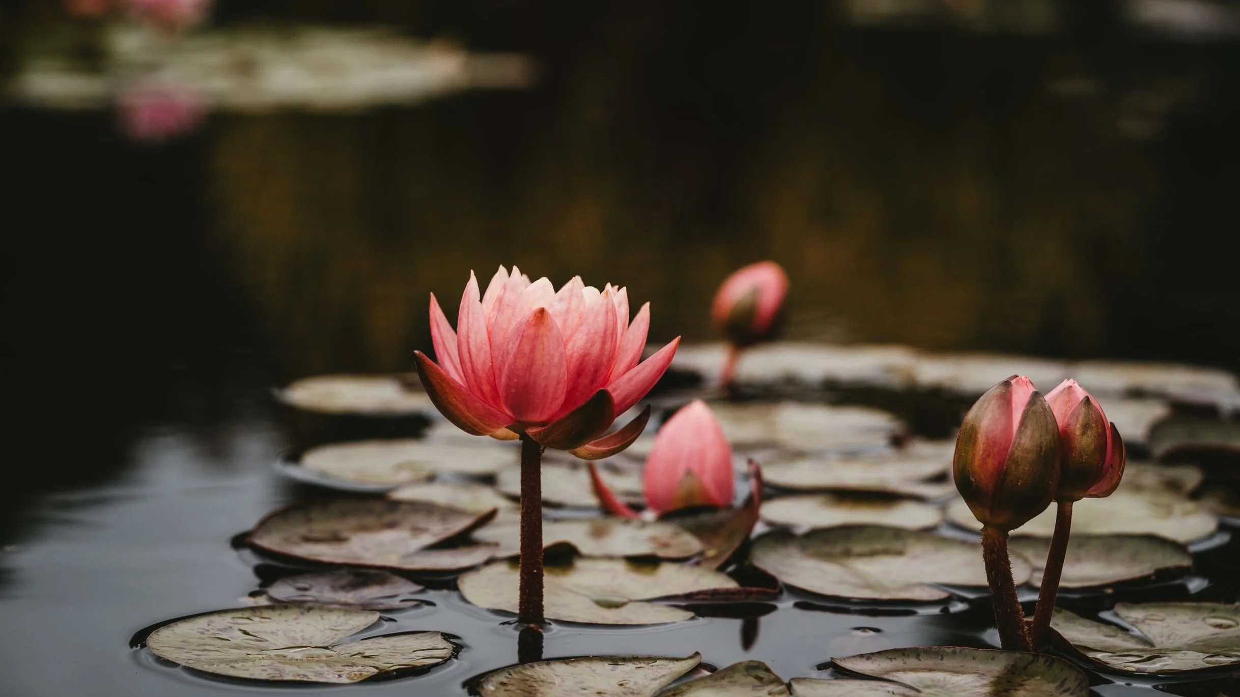 unsplash-image-v6V-hfxjboI.jpg