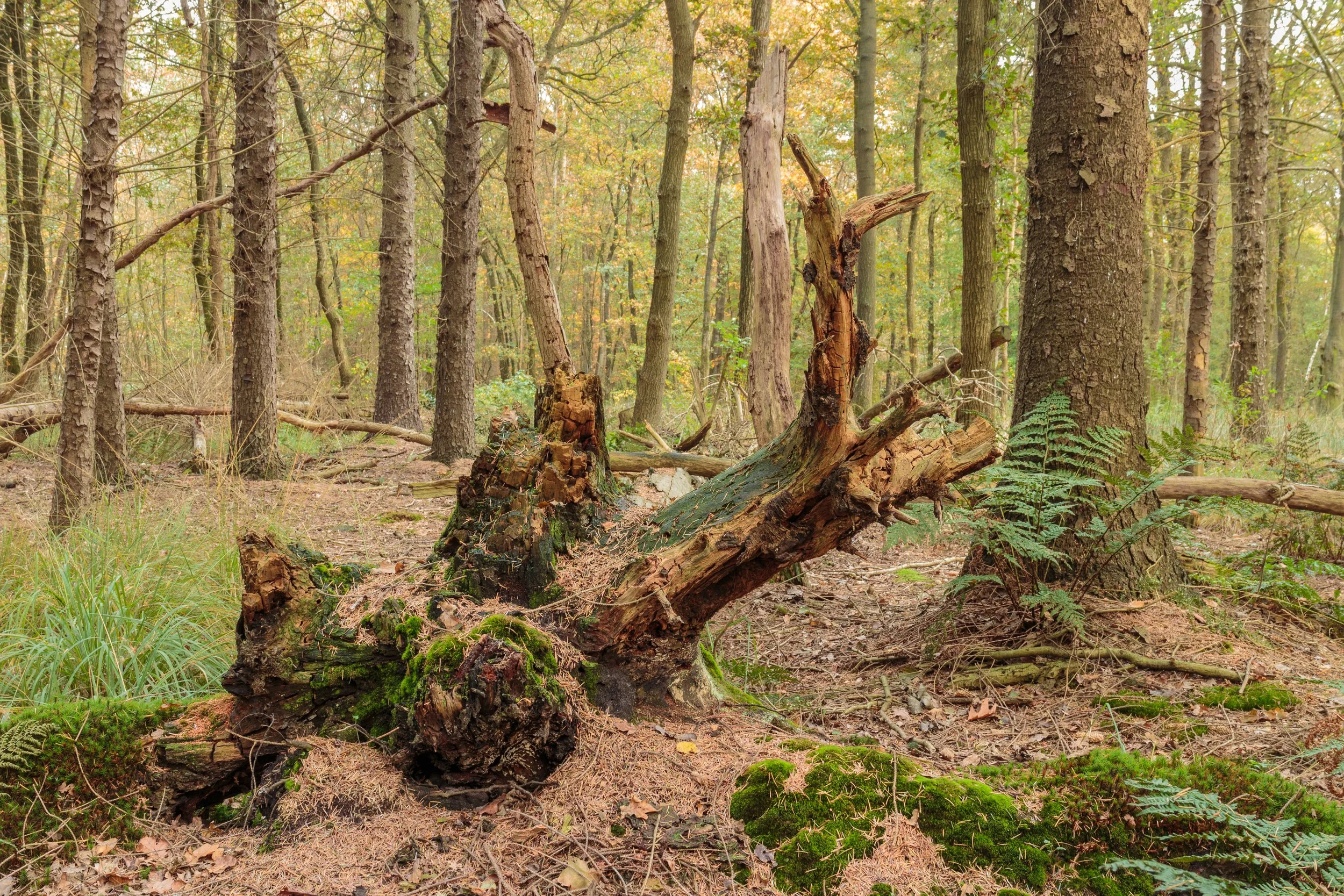 The Great Matter of Life and Death with Santikaro