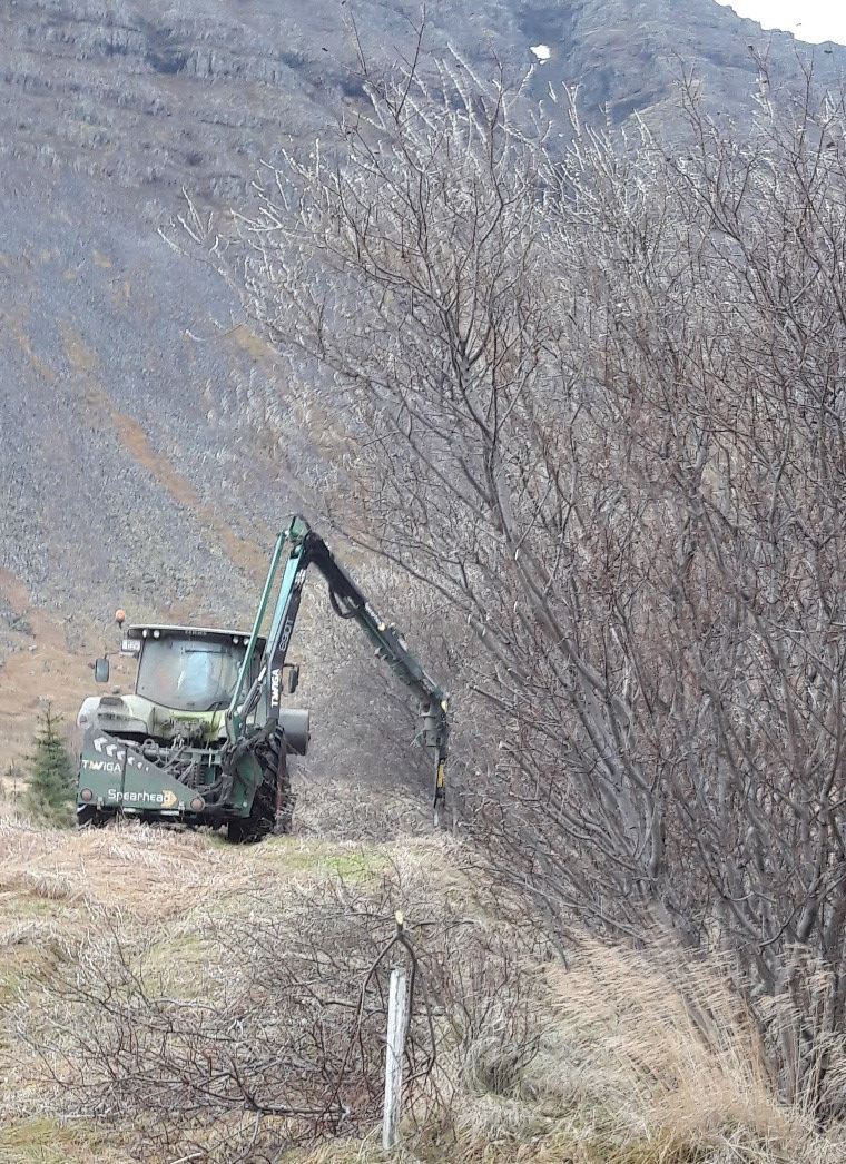 Hér er átt við eldra og úr sér sprottið belti, áður óklippt. Ljósmynd: Sæmundur Þorvaldsson