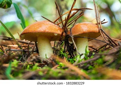 Sveppaganga í Guðmundarlundi 20. september