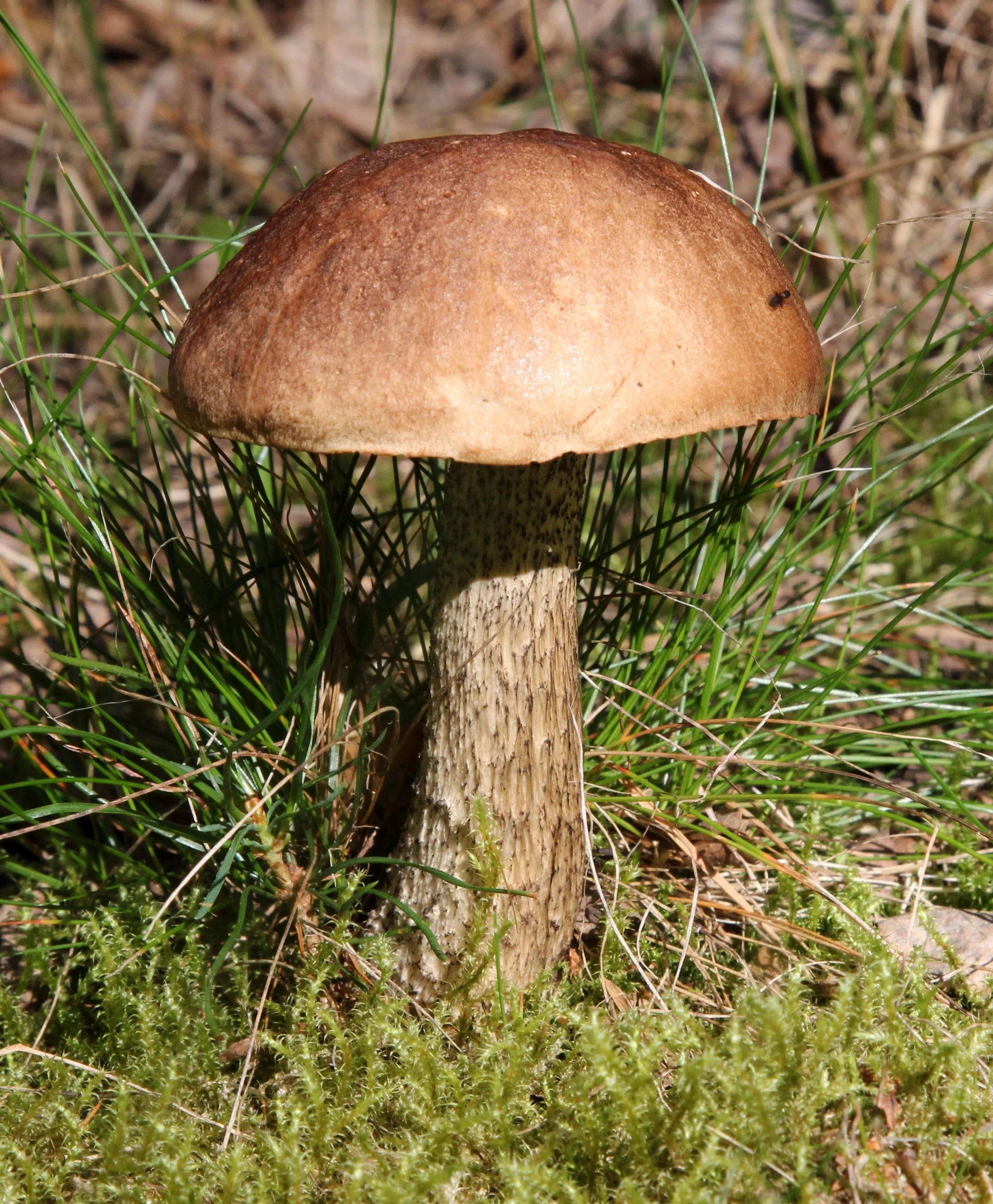 SVEPPAFRÆÐSLA Í GUÐMUNDARLUNDI 5. SEPTEMBER