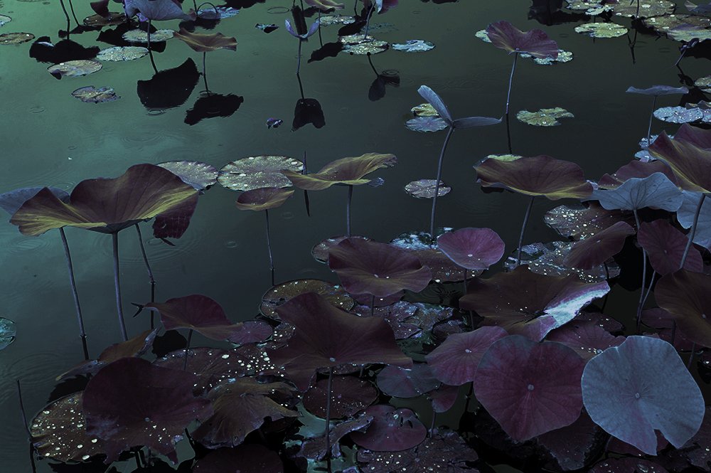 Venus Gardens V.jpg