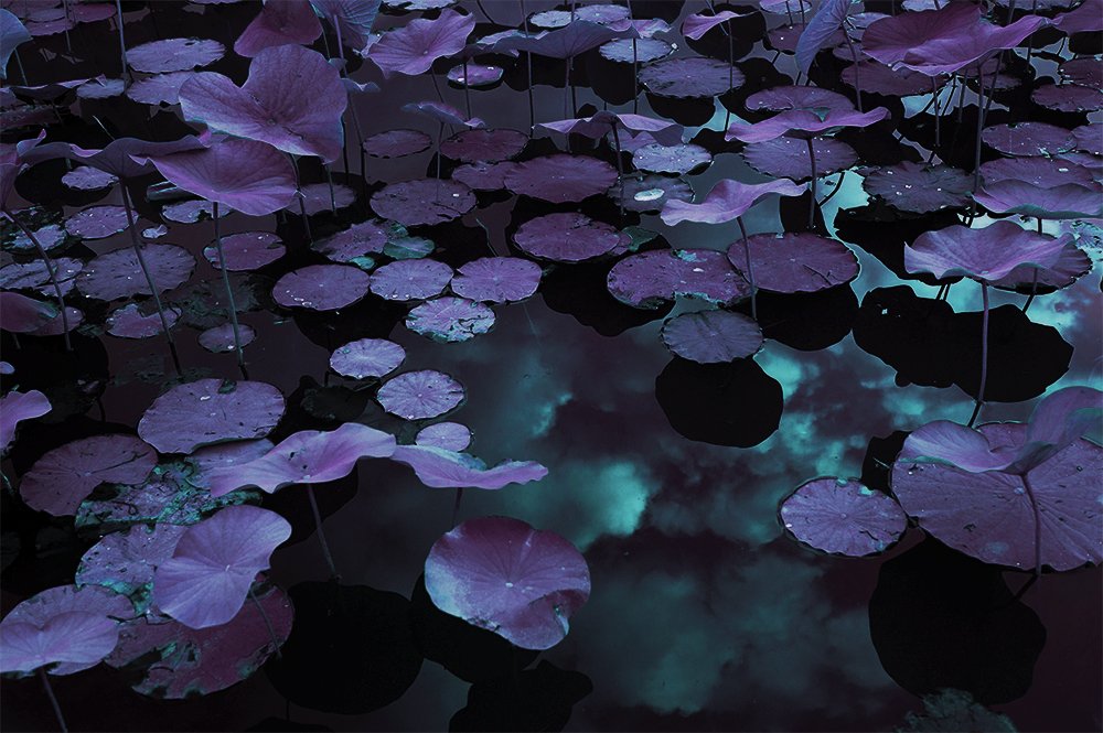 Venus Gardens VII.jpg