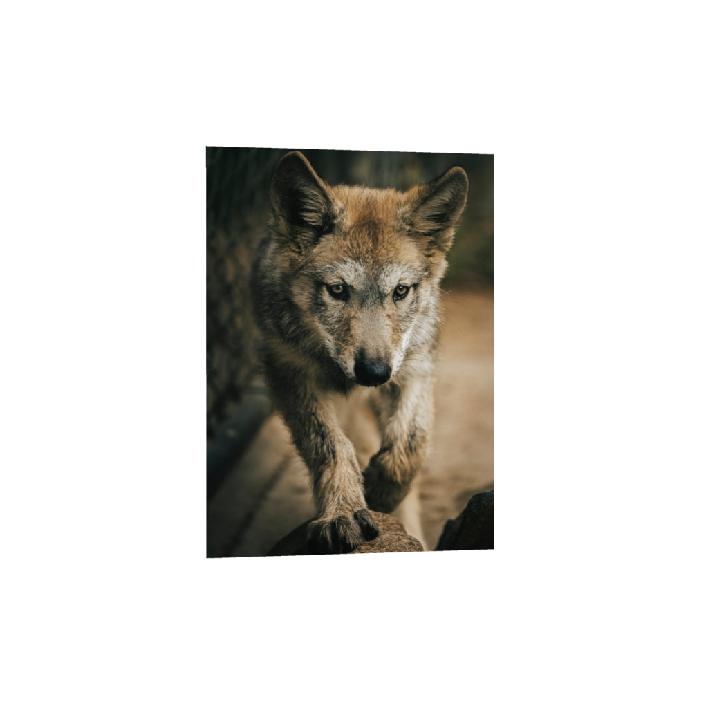fineartprints_rectangle5_7_0_0_3511_4916_0_false_ffffff_2_2.png
