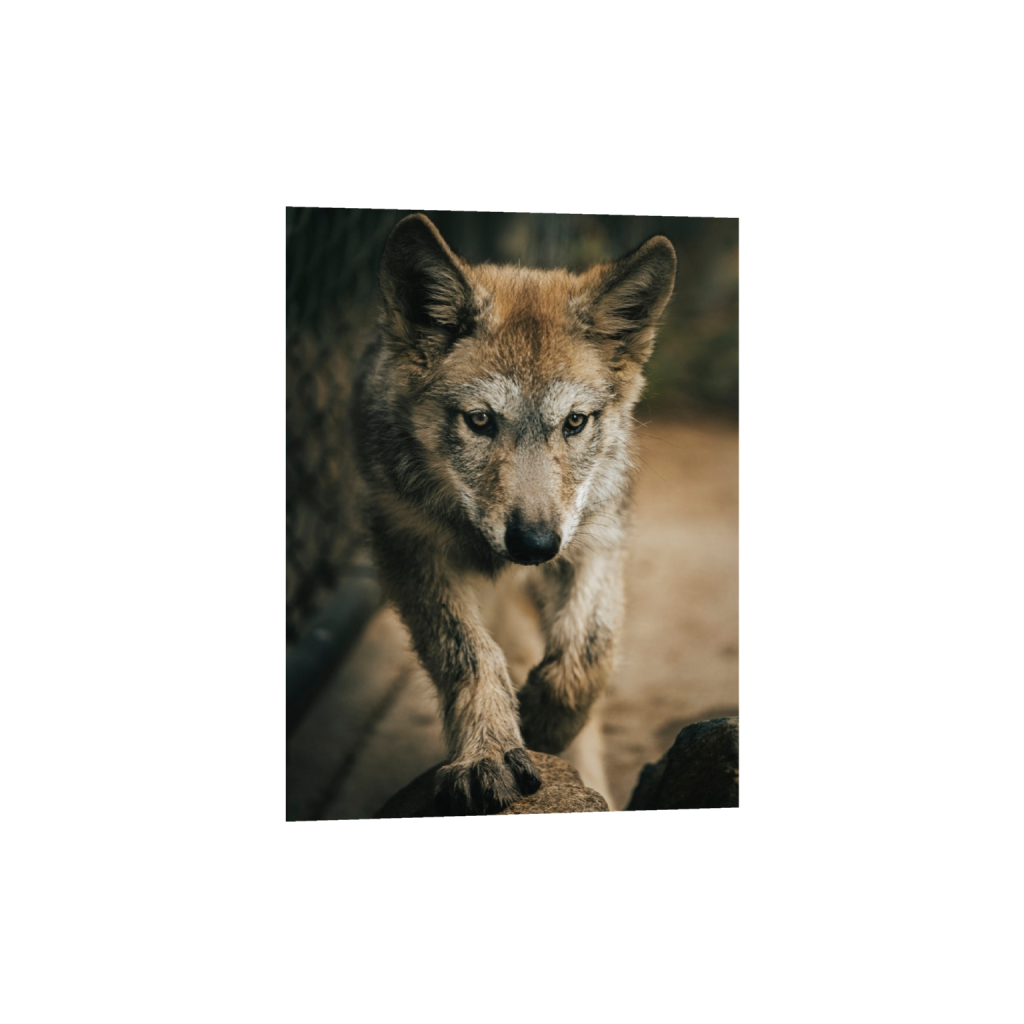 fineartprints_rectangle3_4_0_0_3687_4916_0_false_ffffff_2_2.png