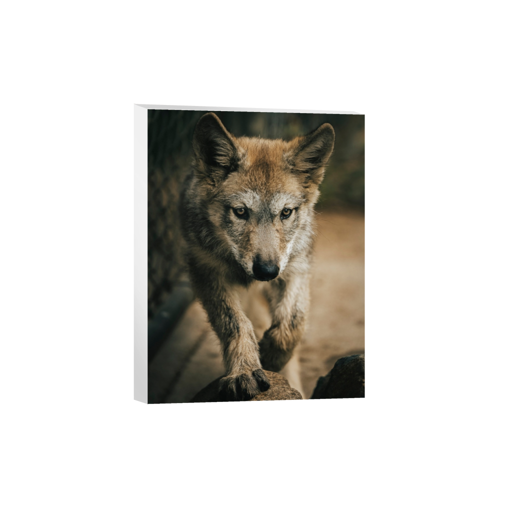 canvas_rectangle3_4_0_0_3687_4916_0_false_ffffff_2_2.png