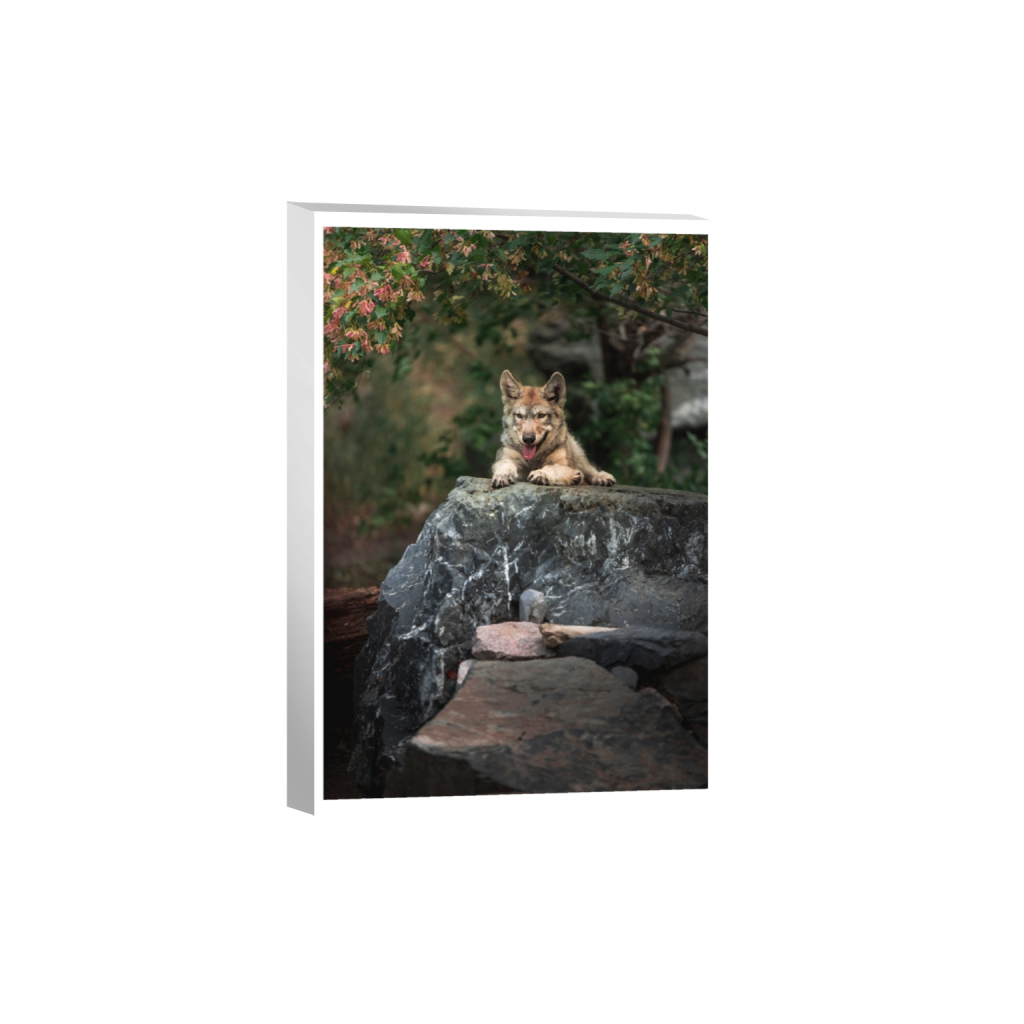 canvas_rectangle2_3_3_0_5461_8192_0_true_ffffff_2_2.png