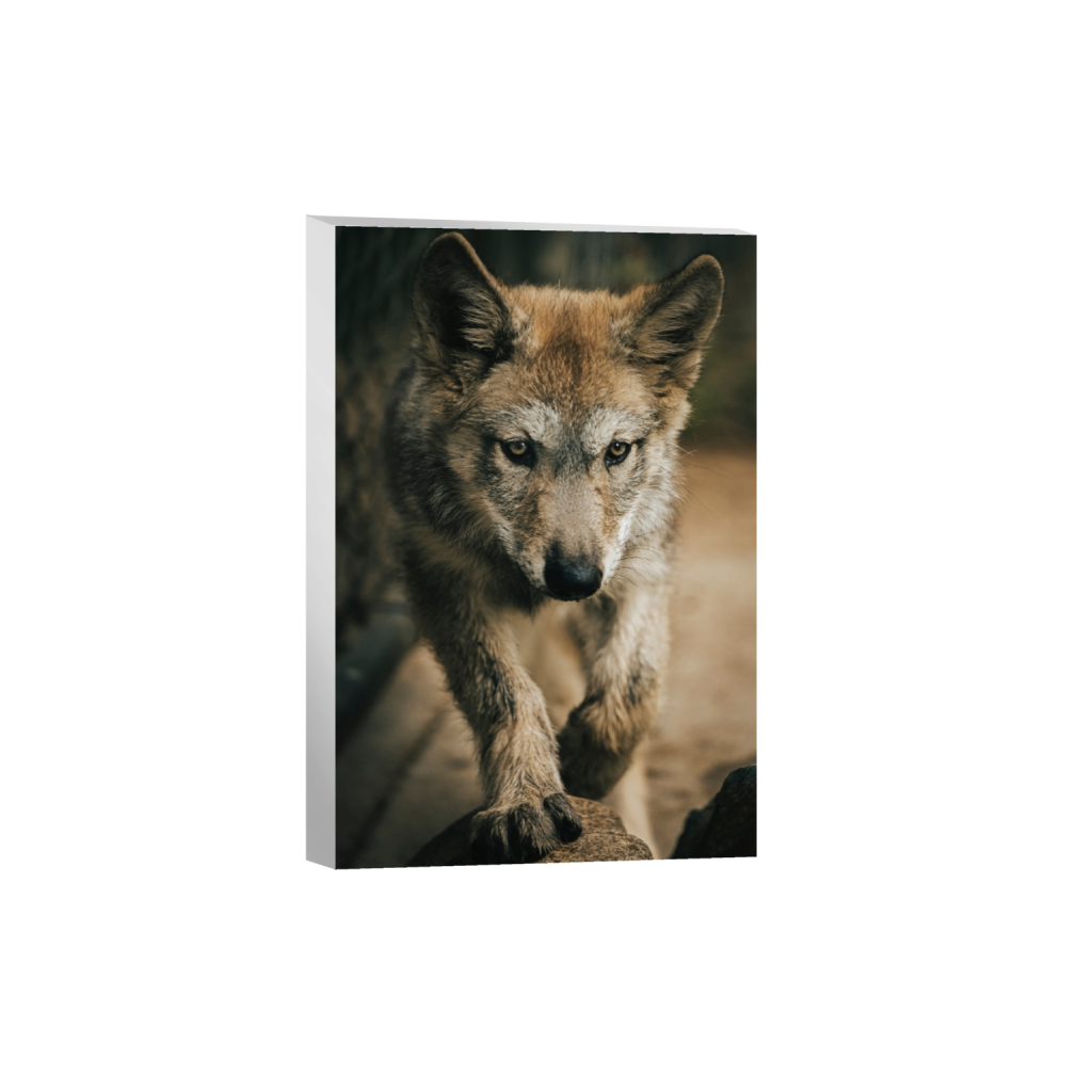 canvas_rectangle2_3_152_0_3277_4916_0_false_ffffff_2_2.png
