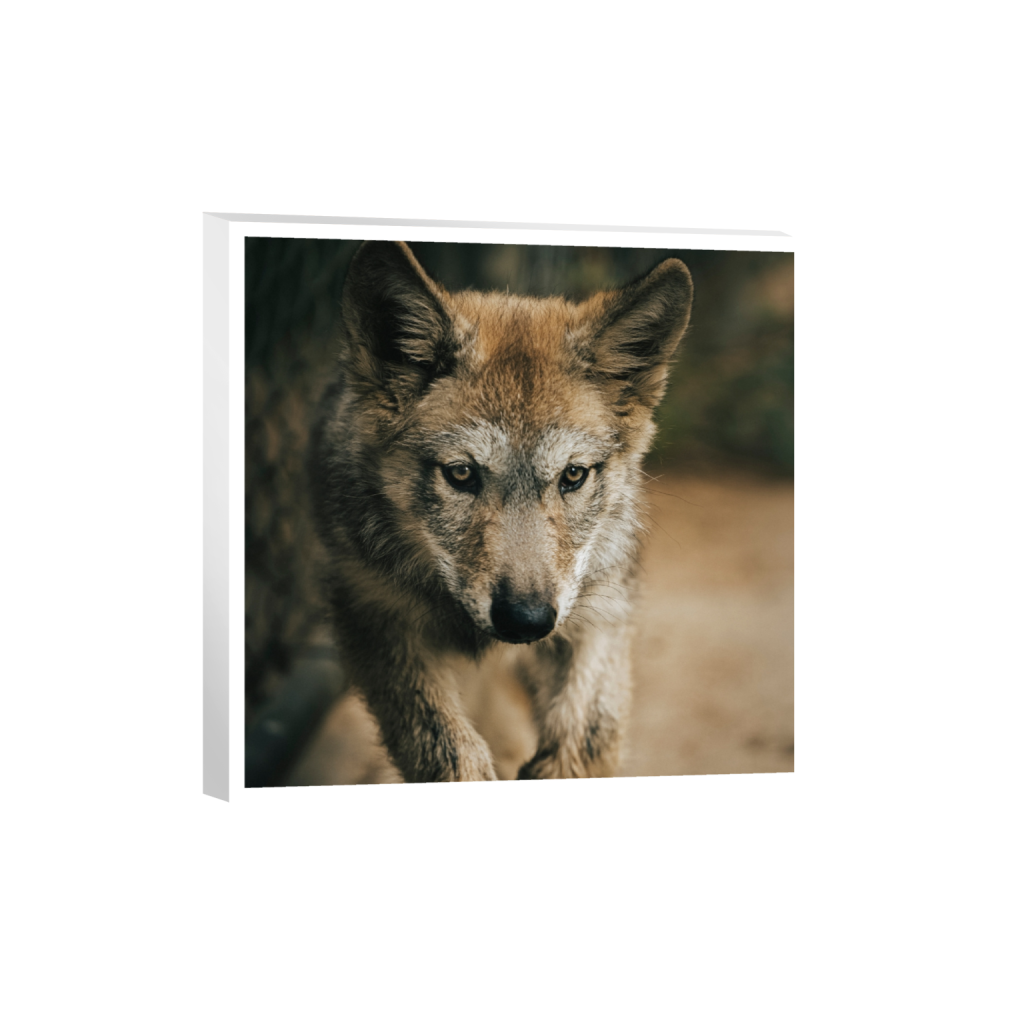 canvas_square_0_0_3933_3933_0_true_ffffff_2_2.png