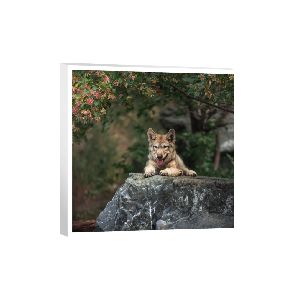 canvas_square_0_161_5464_5464_0_true_ffffff_2_2.png