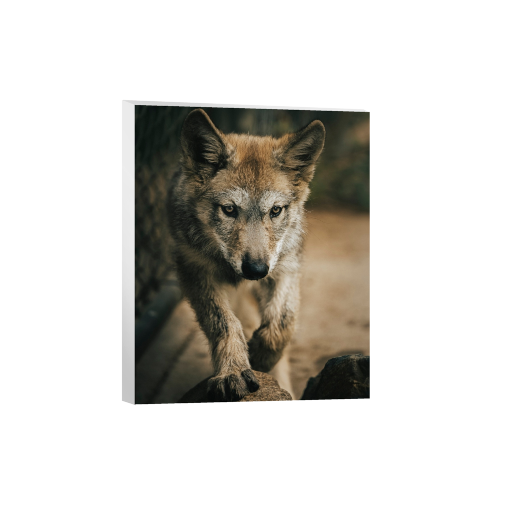 canvas_rectangle4_5_0_0_3932_4916_0_false_ffffff_2_2.png
