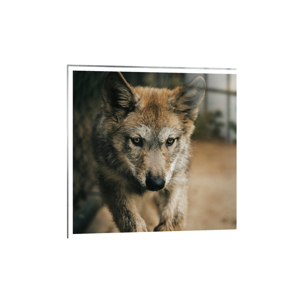 metalprint_square_0_0_3933_3933_0_true_ffffff_2_2.png