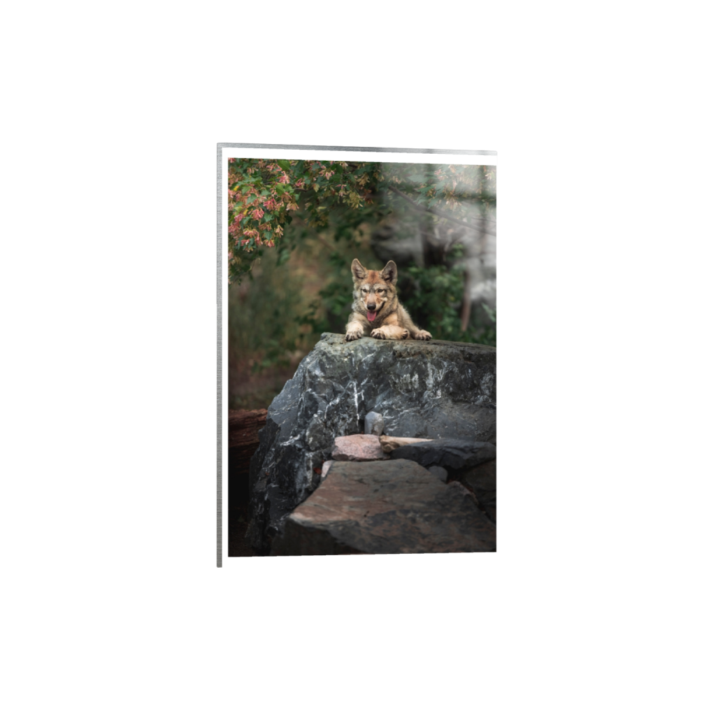 metalprint_rectangle2_3_3_0_5461_8192_0_true_ffffff_2_2.png