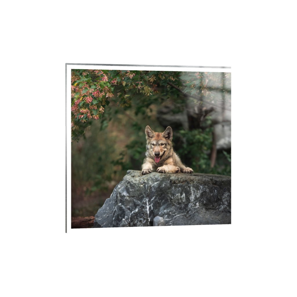 metalprint_square_0_161_5464_5464_0_true_ffffff_2_2.png