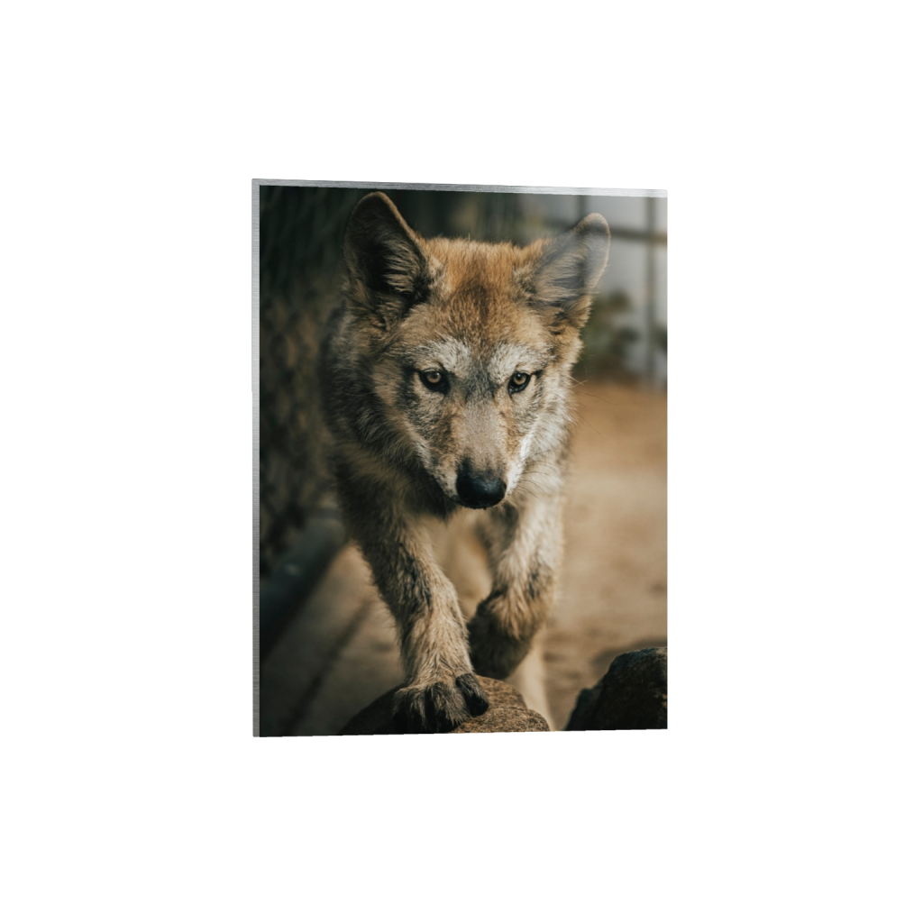 metalprint_rectangle3_4_0_0_3687_4916_0_false_ffffff_2_2.png