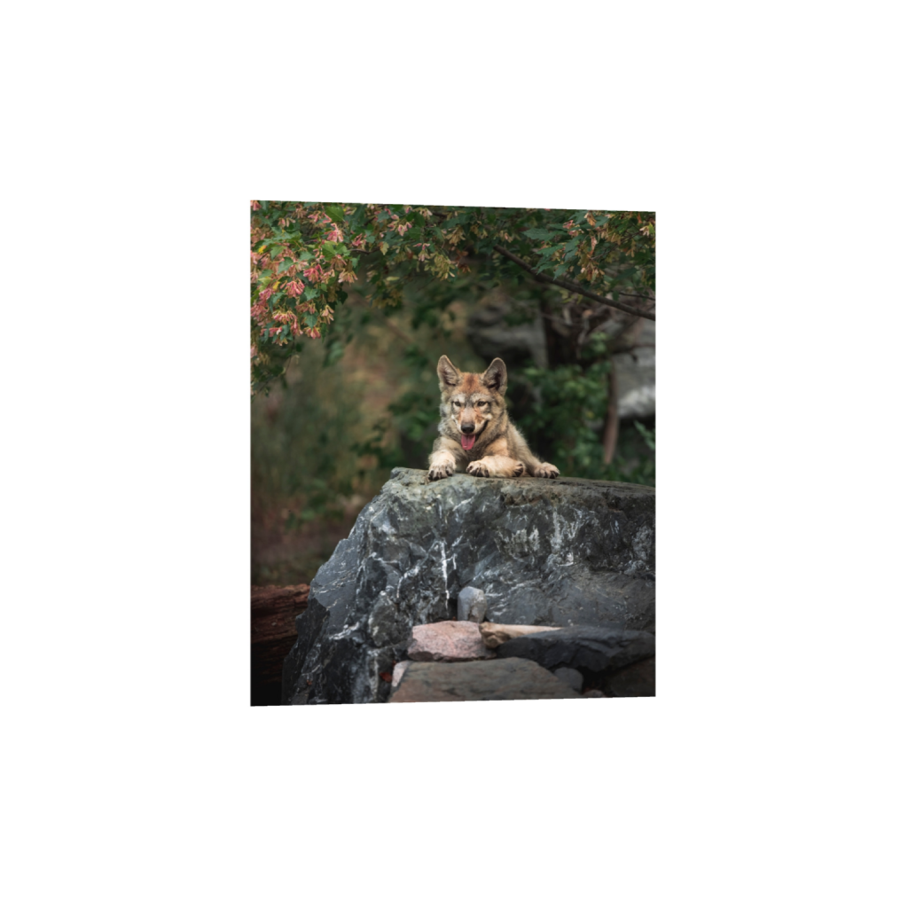 fineartprints_rectangle4_5_0_0_5464_6830_0_true_ffffff_2_2.png