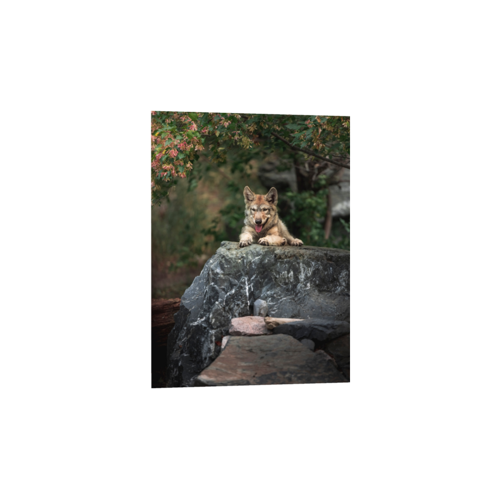 fineartprints_rectangle5_7_0_0_5464_7649_0_true_ffffff_2_2.png