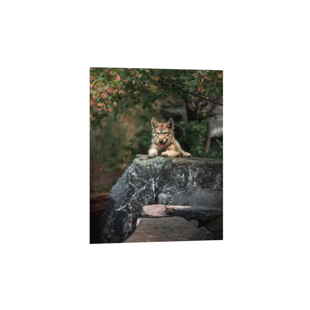 fineartprints_rectangle3_4_0_0_5464_7285_0_true_ffffff_2_2.png