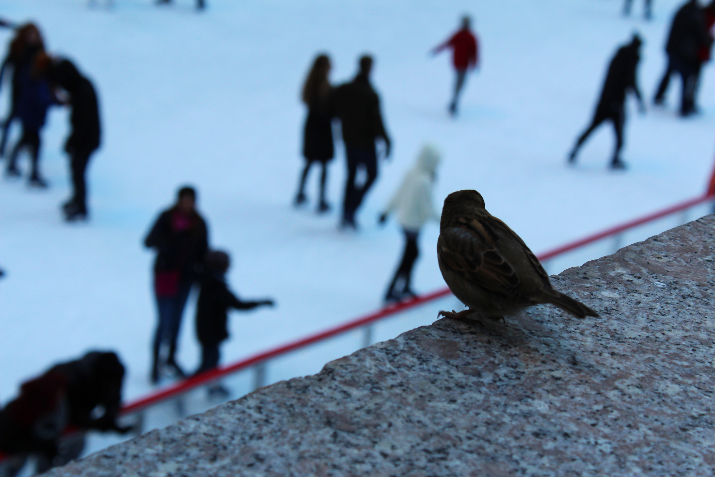 Bird_ice_skating.jpg