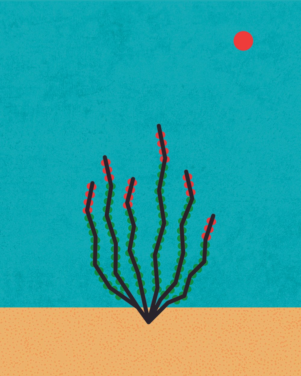 Ocotillo in bloom