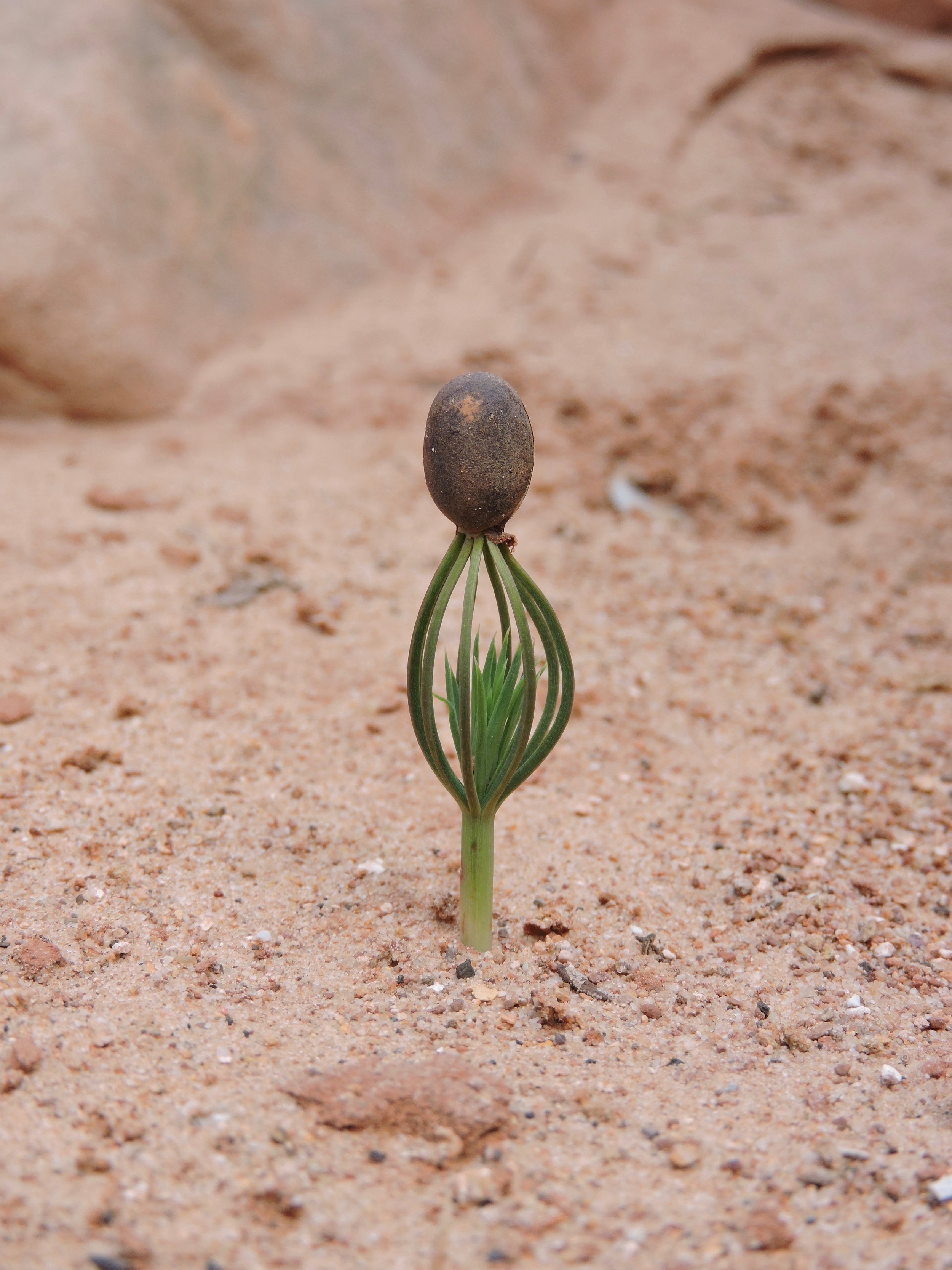 Grand Prismatic Seed