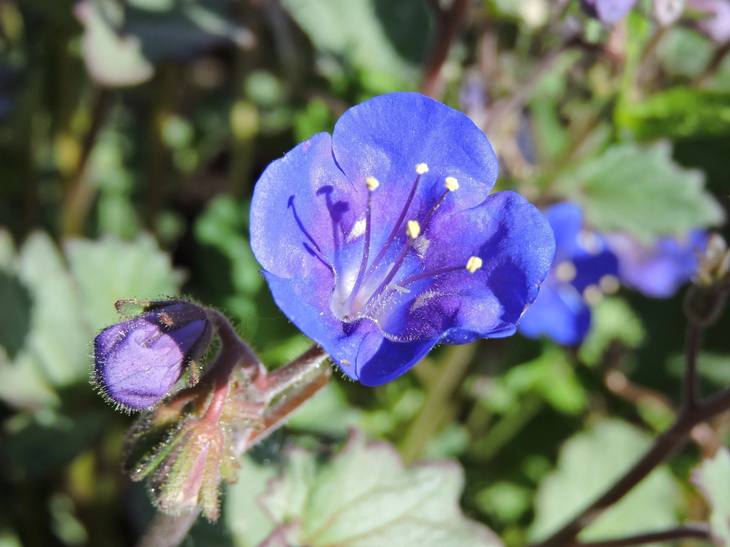 Desert Bluebells — Grand Prismatic Seed