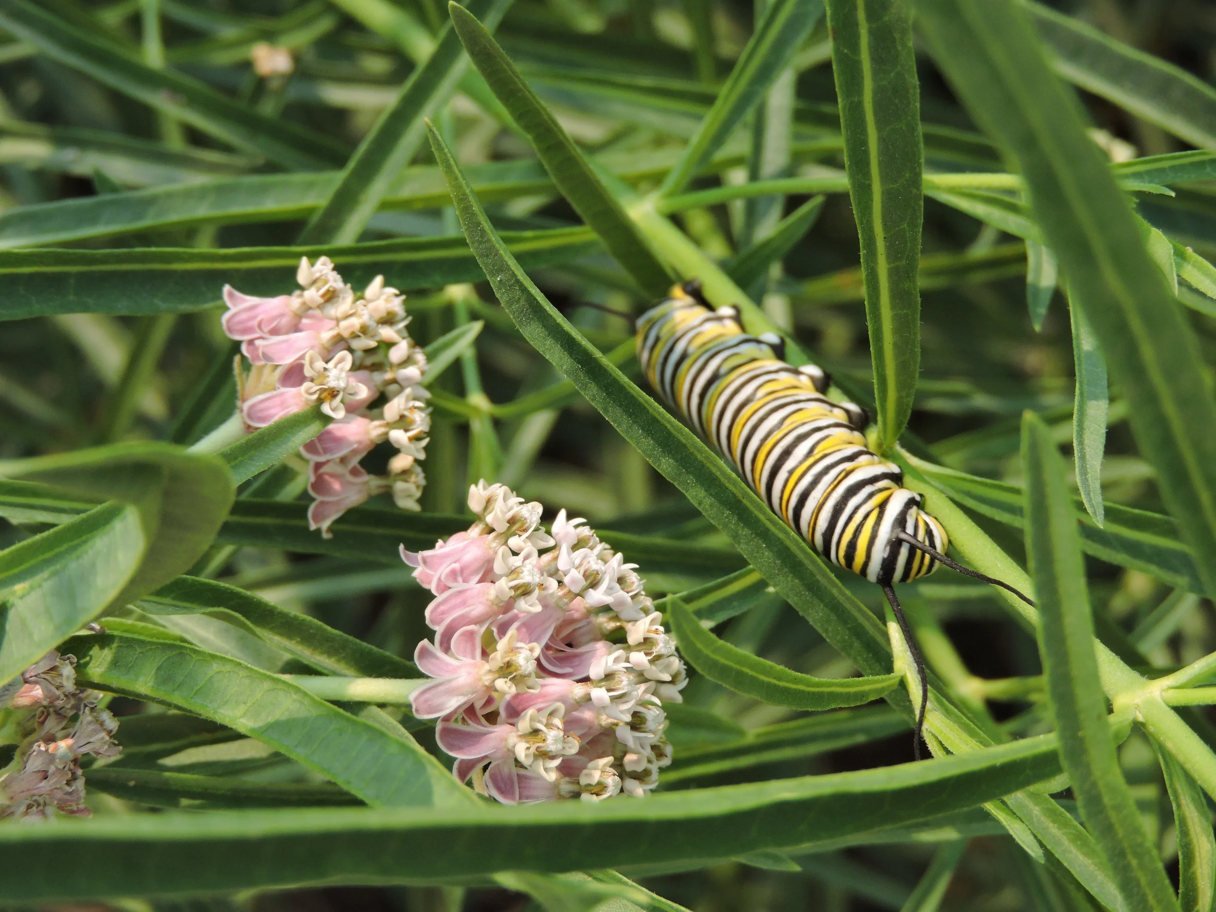 milkweedmonarch.JPG