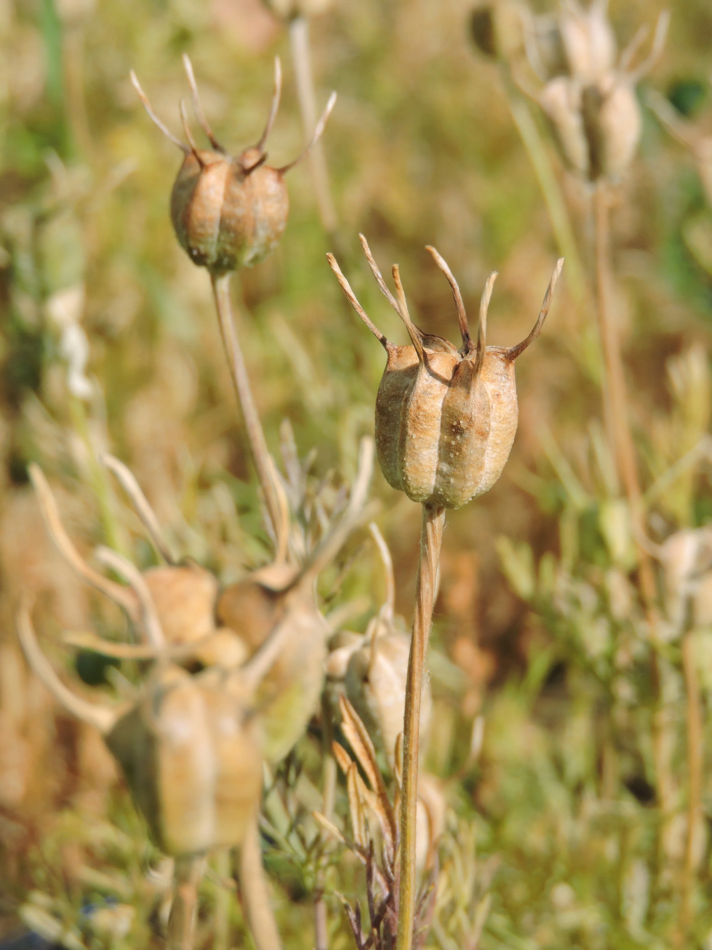 Black Cumin — Grand Prismatic Seed