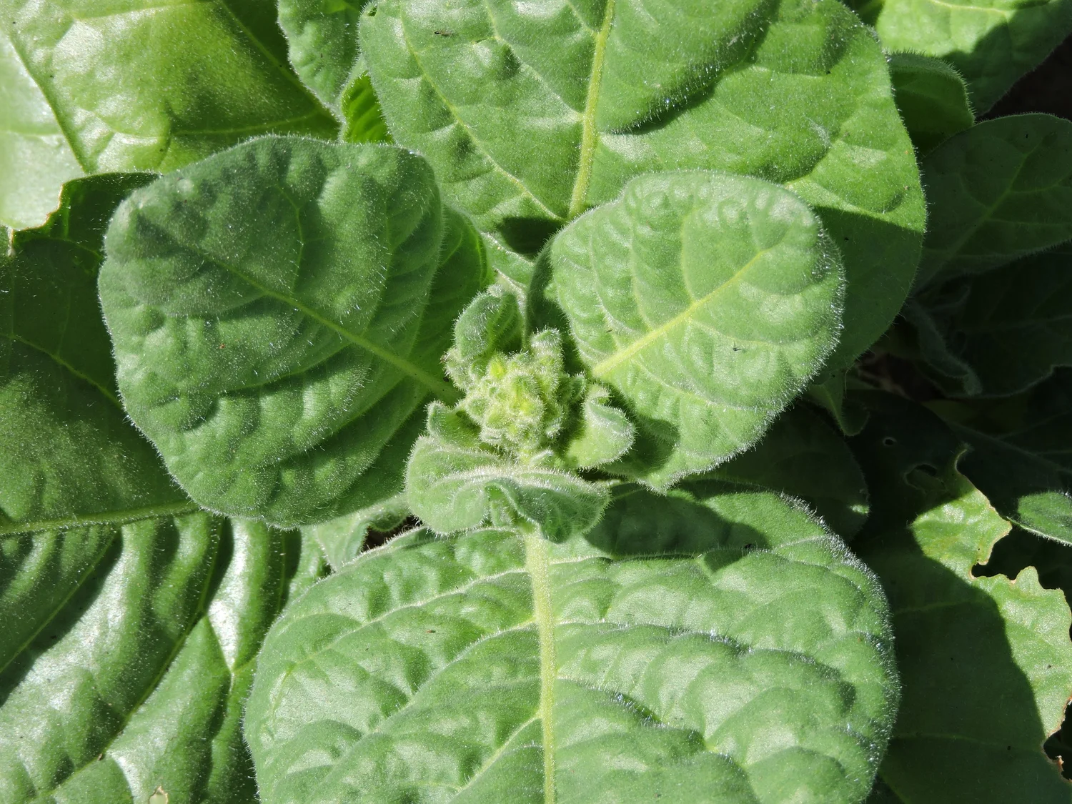 Hopi Nicotiana — Grand Prismatic Seed